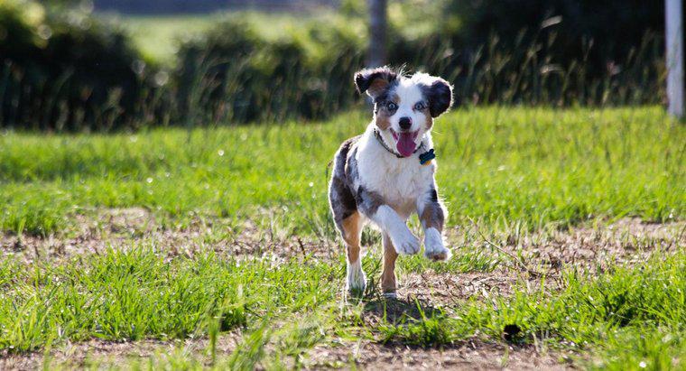 Wie schnell kann ein Hund laufen?