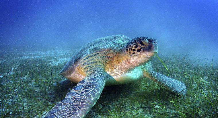 Wie viel wiegen Meeresschildkröten?