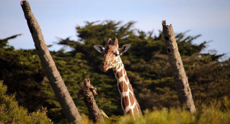Wie viele Wirbel hat eine Giraffe?