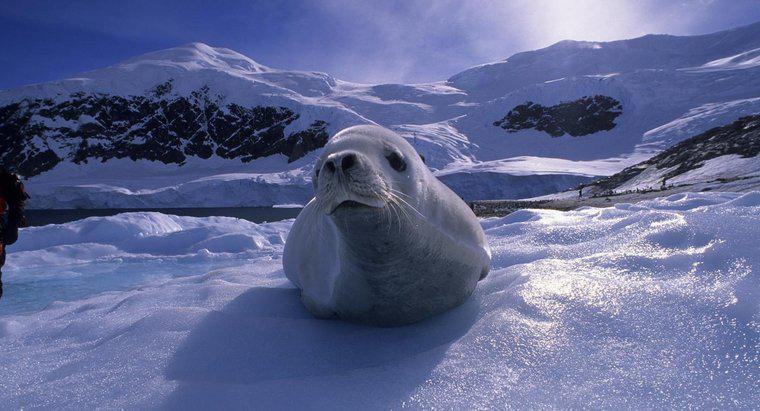 Welche Tiere leben in der Antarktis?