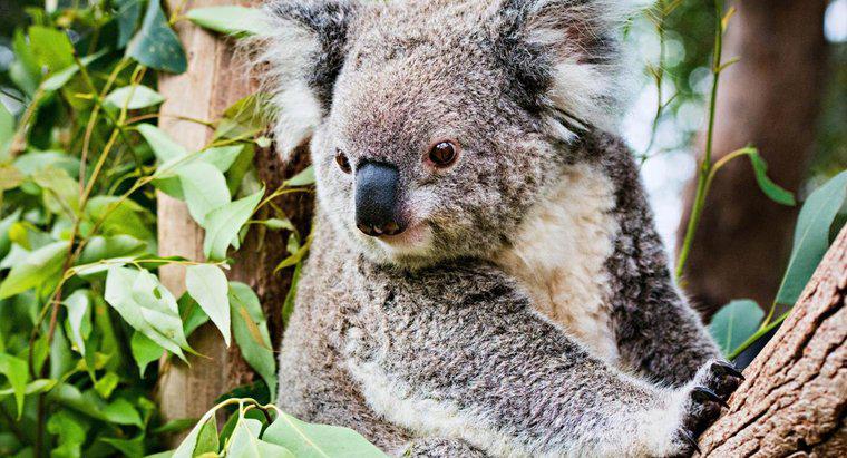 Warum sind Koalas vom Aussterben bedroht?
