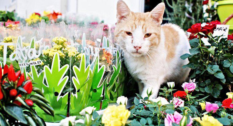 Sind Bromelien giftig für Katzen?