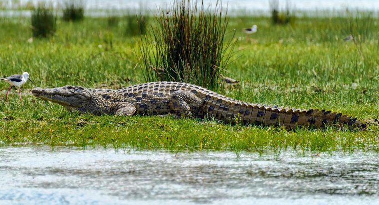 Sind Krokodile größer als Alligatoren?