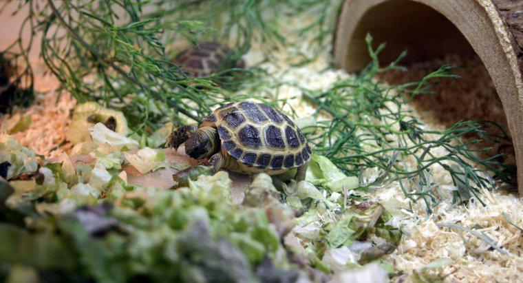 Was ist in einem kompletten Schildkröten-Habitat-Kit enthalten?