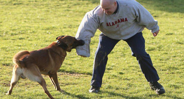 Was sind einige Tipps für das Training von Deutschen Schäferhunden?