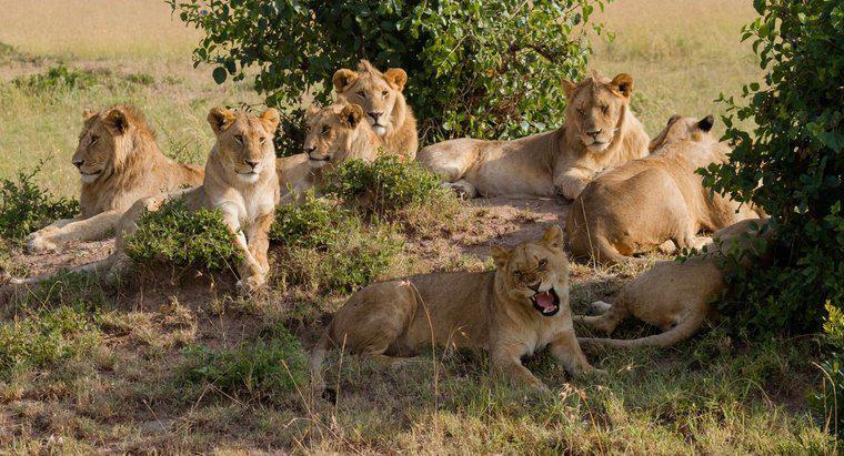 Wie nennt man eine Lions-Gruppe?