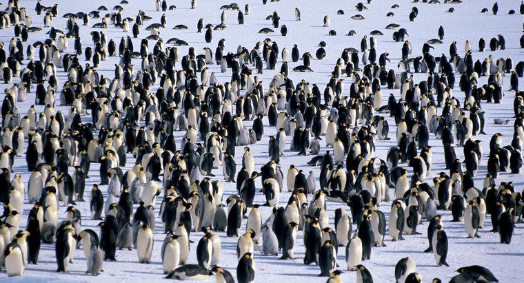 Wo leben Pinguine?