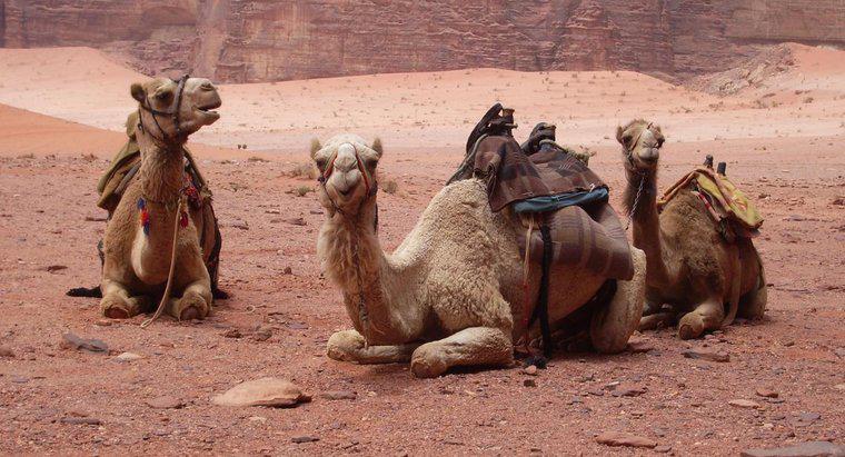 Wie lange leben Kamele?