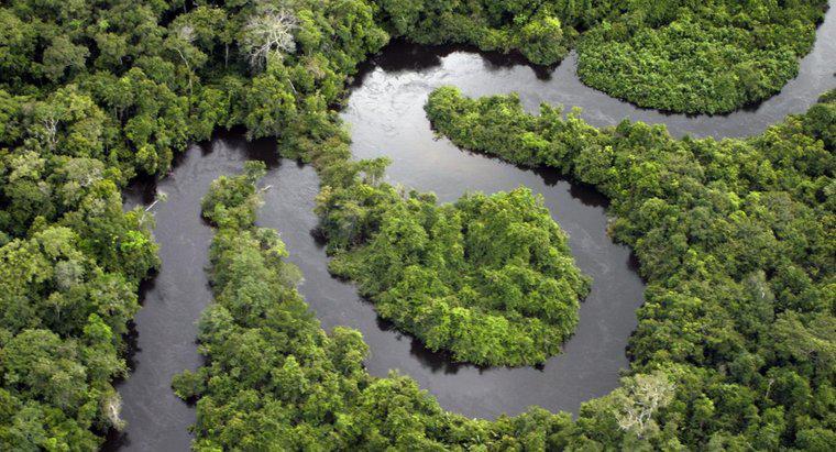 Welche Arten von Gewässern gibt es in einem tropischen Regenwald?