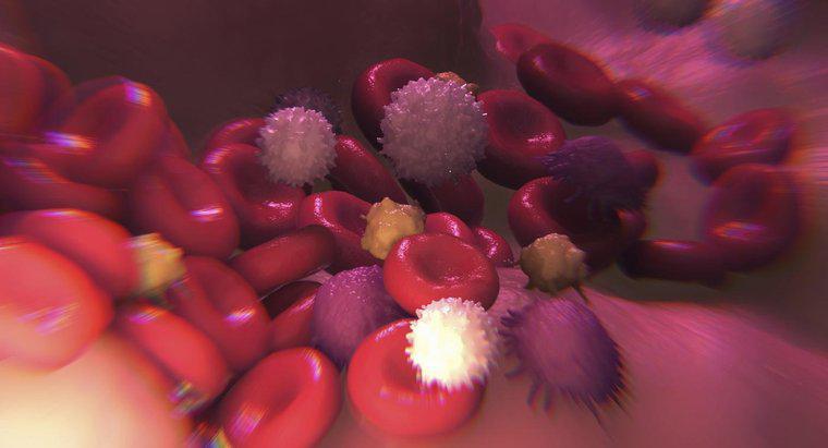Was bedeutet es, wenn Sie weiße Blutkörperchen im Urin haben?