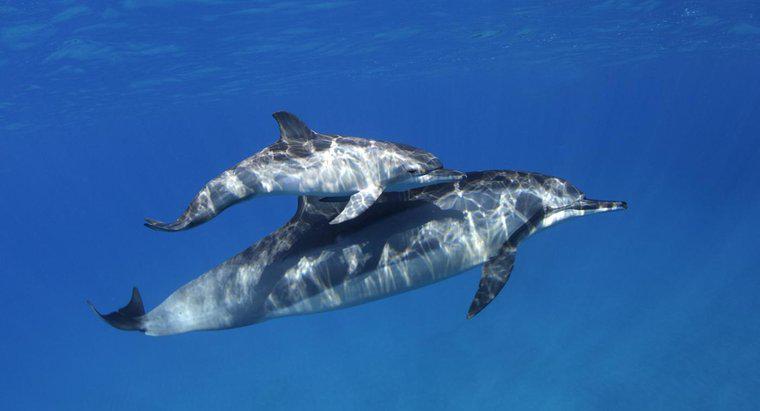 Wie viele Babys haben Delfine?
