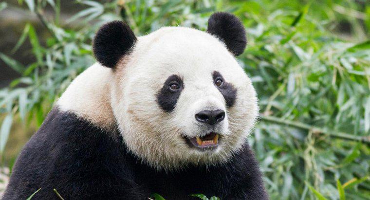 Was sind einige Feinde des Großen Pandas?
