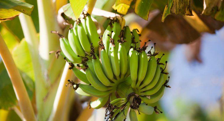 Wie vermehren sich Bananen?