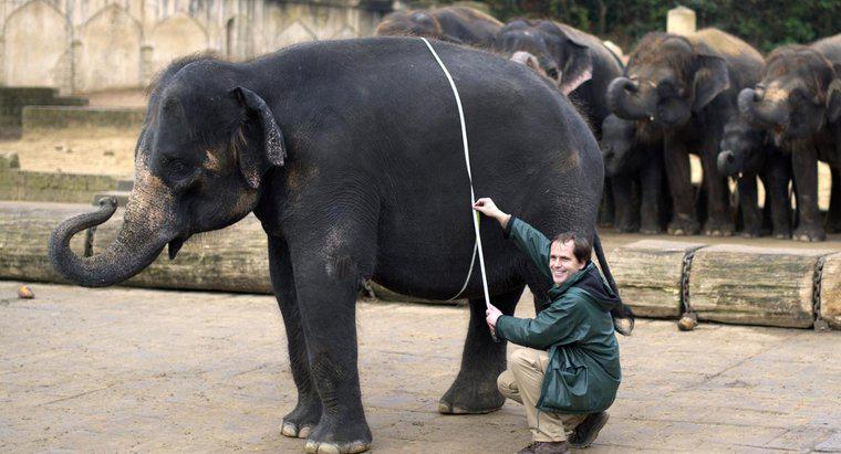 Wie viel wiegen Elefanten in Tonnen?