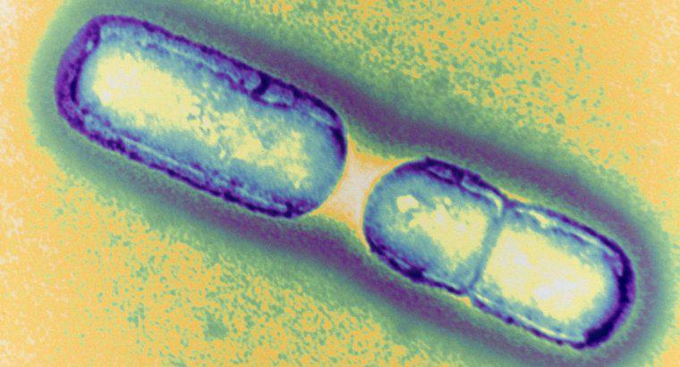 Wie vermehren sich Bakterien?