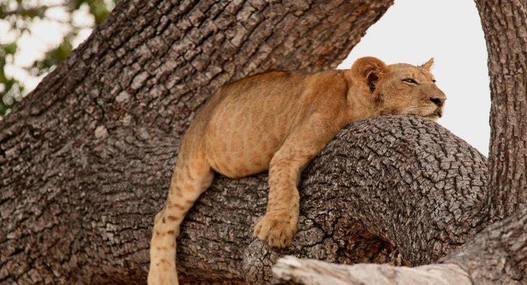 Können Löwen auf Bäume klettern?