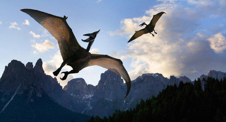 Was ist die Flügelspannweite eines Pterodactylus?