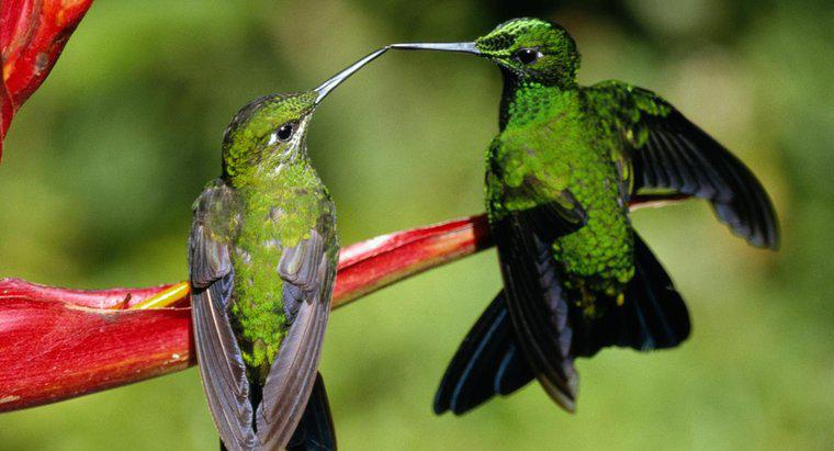 Wie vermehren sich Kolibris?