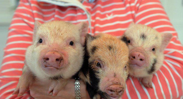 Welche Impfungen sind für Mikroschweine erforderlich?