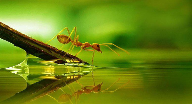 Können Ameisen schwimmen?