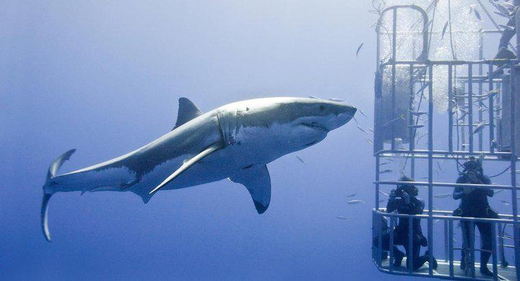 Was ist der größte Weiße Hai, der je gesehen wurde?