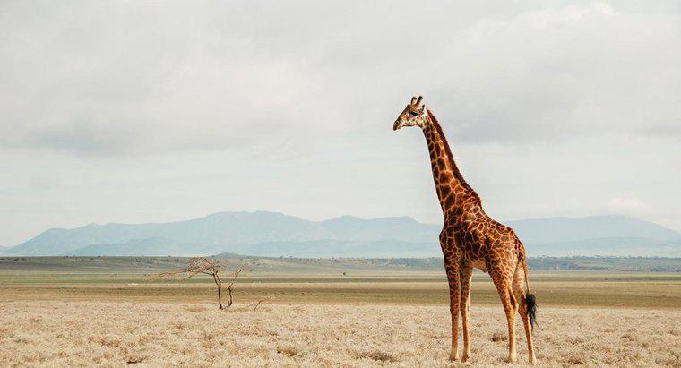 Was ist der natürliche Lebensraum von Giraffen?
