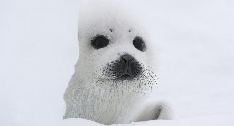Welche Tiere leben in den Polarregionen?