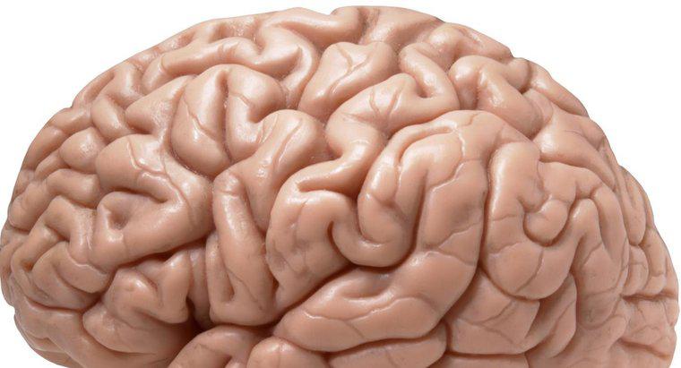 Ist die rechte Gehirnhälfte die wichtigste Seite?