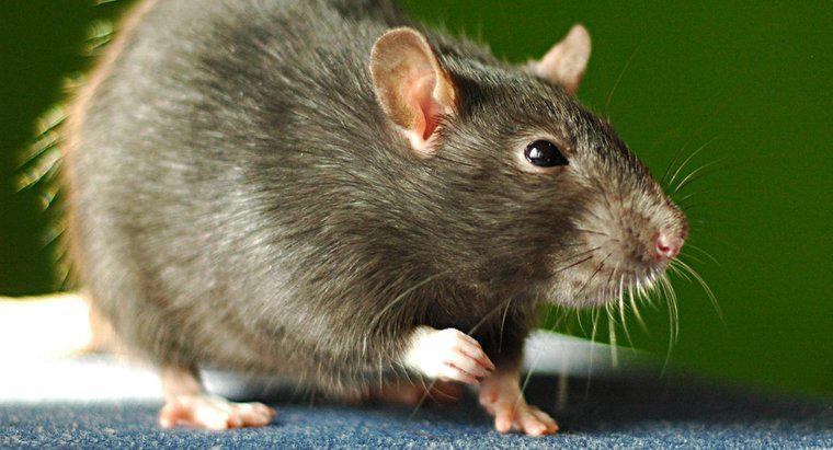 Was hassen Ratten?