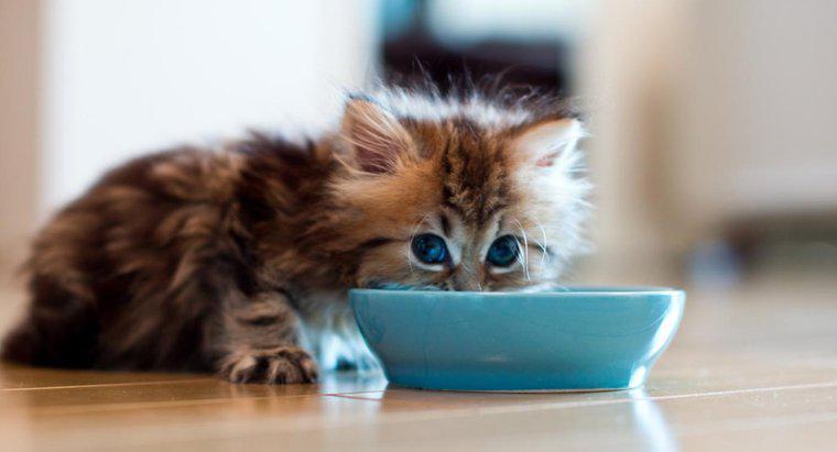 Wie lange kann eine Katze ohne Nahrung leben?