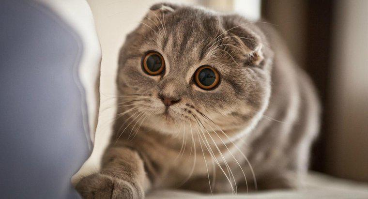 Was ist beim Kauf eines Scottish Fold Kätzchens zu beachten?
