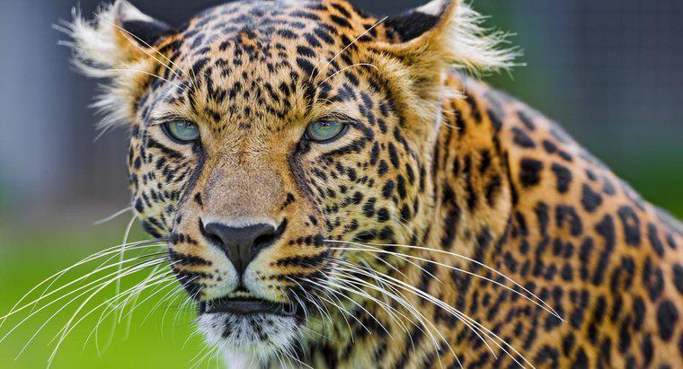 Was ist der Unterschied zwischen einem Gepard und einem Leoparden?