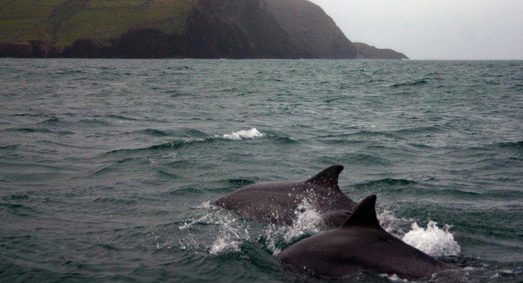 Kann ich in Irland mit Delfinen schwimmen?