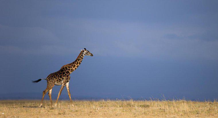 Was frisst eine Giraffe?