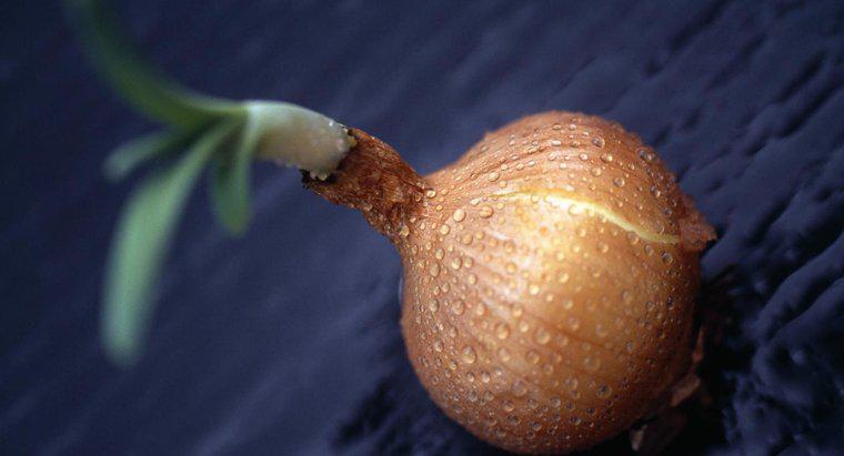 Was ist der essbare Teil einer Zwiebelpflanze?