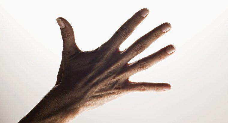 Wie heißen die fünf Finger der Hand?