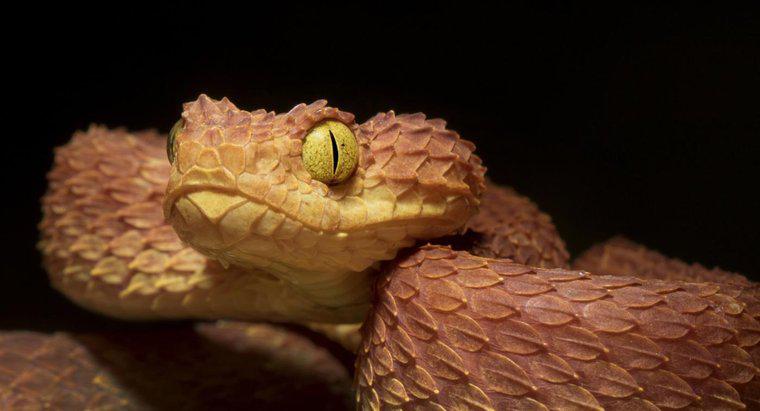 Was sind Afrikas tödlichste Schlangen?