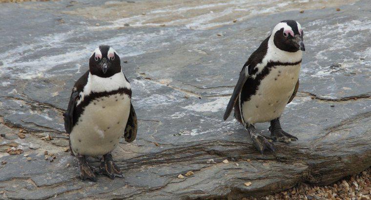 Was sind einige interessante Fakten über Pinguine?