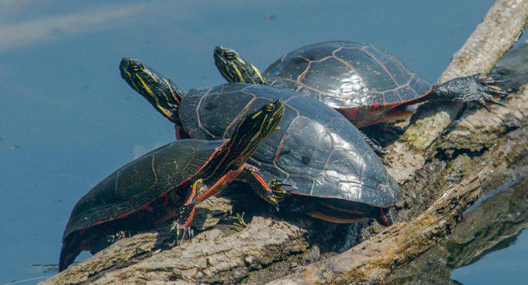 Paaren sich Schildkröten fürs Leben?