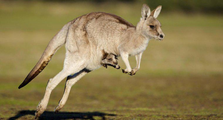 Wie lange ist ein Känguru schwanger?