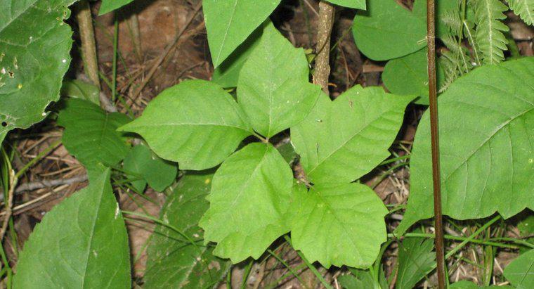 Was sind einige gute Heilmittel, um einen Poison Ivy Hautausschlag zu behandeln?
