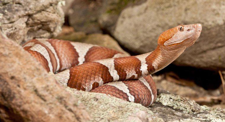 Was sind giftige Schlangen in Missouri?