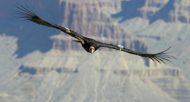 Was ist der größte lebende fliegende Vogel?