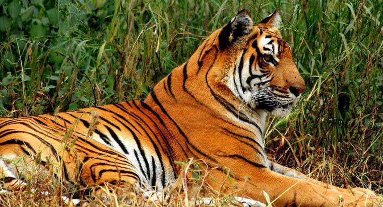 Was sind einige interessante Fakten über Bengal Tiger für Kinder?