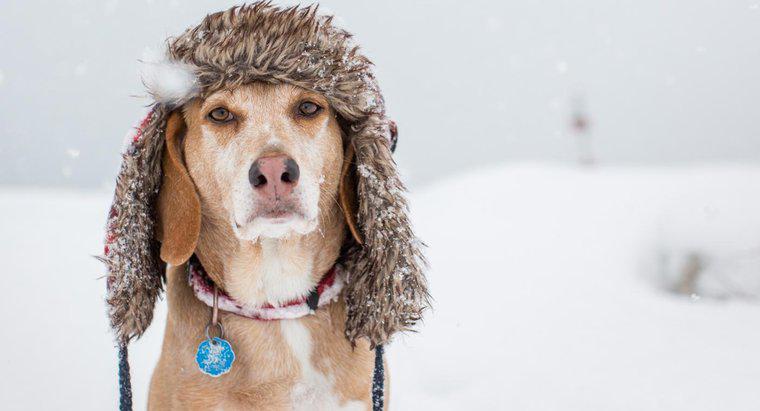 Welche Temperatur ist für einen Hund zu kalt?