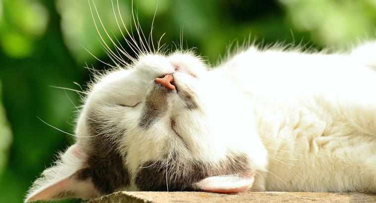 Was lässt Katzen schnurren?