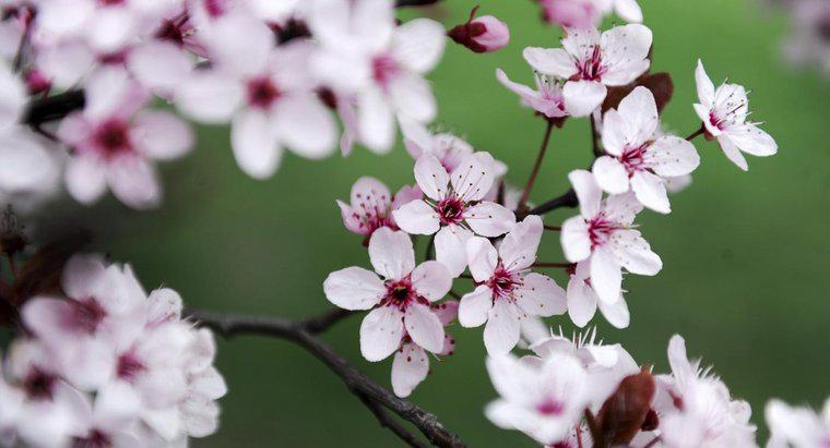 Was stellen Kirschblüten in japanischen Tattoos dar?