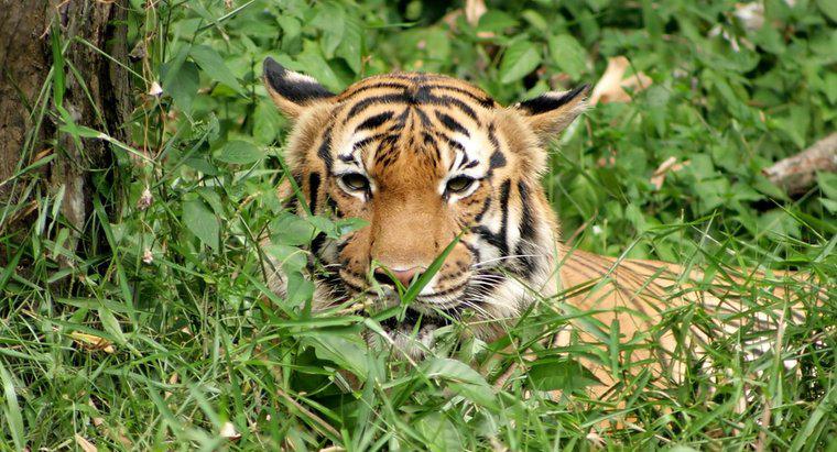 Welche Art von Nahrung essen Tiger?