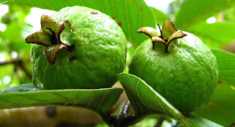 Wie lautet der wissenschaftliche Name von Guave?