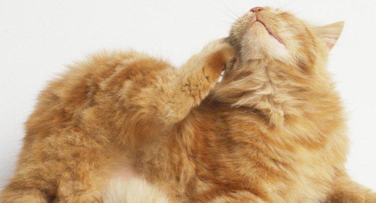 Was sind die häufigsten Hautprobleme bei Katzen?
